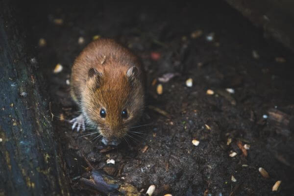 PEST CONTROL BEDFORD, Bedfordshire. Pests Our Team Eliminate - Mice.