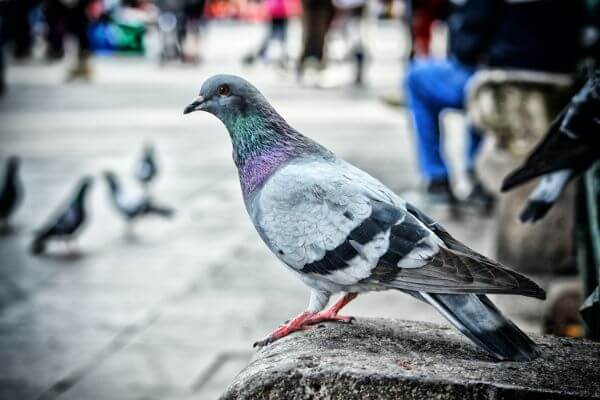 PEST CONTROL BEDFORD, Bedfordshire. Pests Our Team Eliminate - Pigeons.