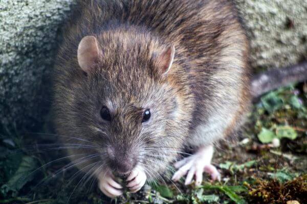 PEST CONTROL BEDFORD, Bedfordshire. Pests Our Team Eliminate - Rats.