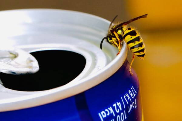 PEST CONTROL BEDFORD, Bedfordshire. Pests Our Team Eliminate - Wasps.